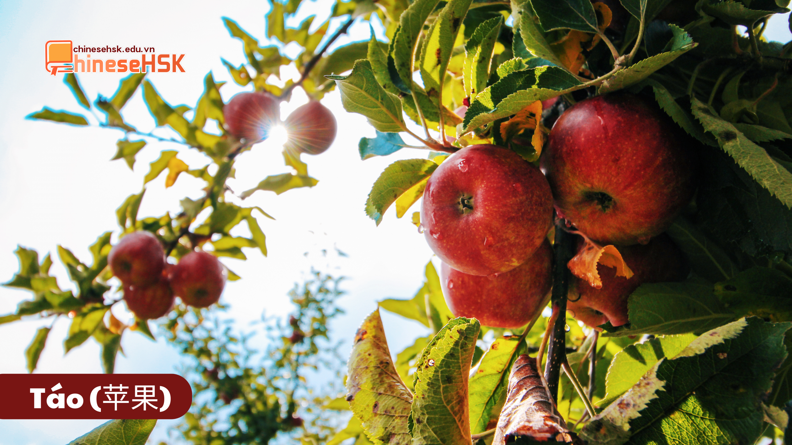 CÁC LOẠI TRÁI CÂY ĐƯỢC ƯA CHUỘNG TẠI TRUNG QUỐC 2 Táo (苹果)