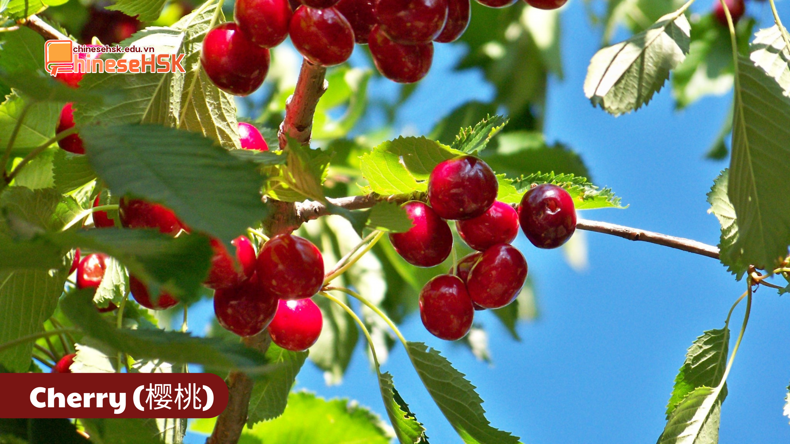 CÁC LOẠI TRÁI CÂY ĐƯỢC ƯA CHUỘNG TẠI TRUNG QUỐC 3 Cherry (樱桃)