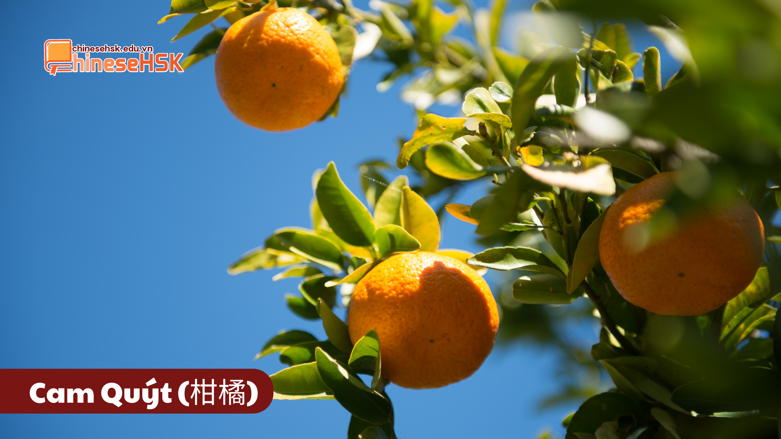 CÁC LOẠI TRÁI CÂY ĐƯỢC ƯA CHUỘNG TẠI TRUNG QUỐC 4 Cam Quýt (柑橘)