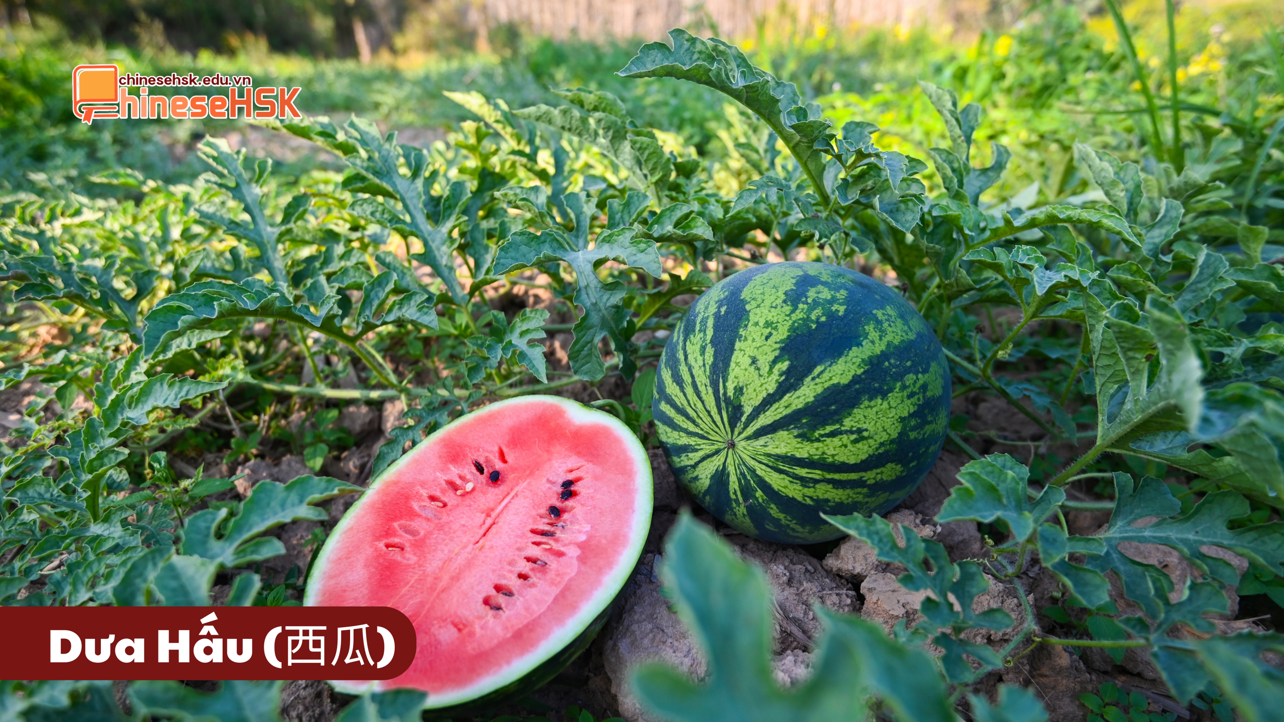 CÁC LOẠI TRÁI CÂY ĐƯỢC ƯA CHUỘNG TẠI TRUNG QUỐC 5 Dưa Hấu (西瓜)