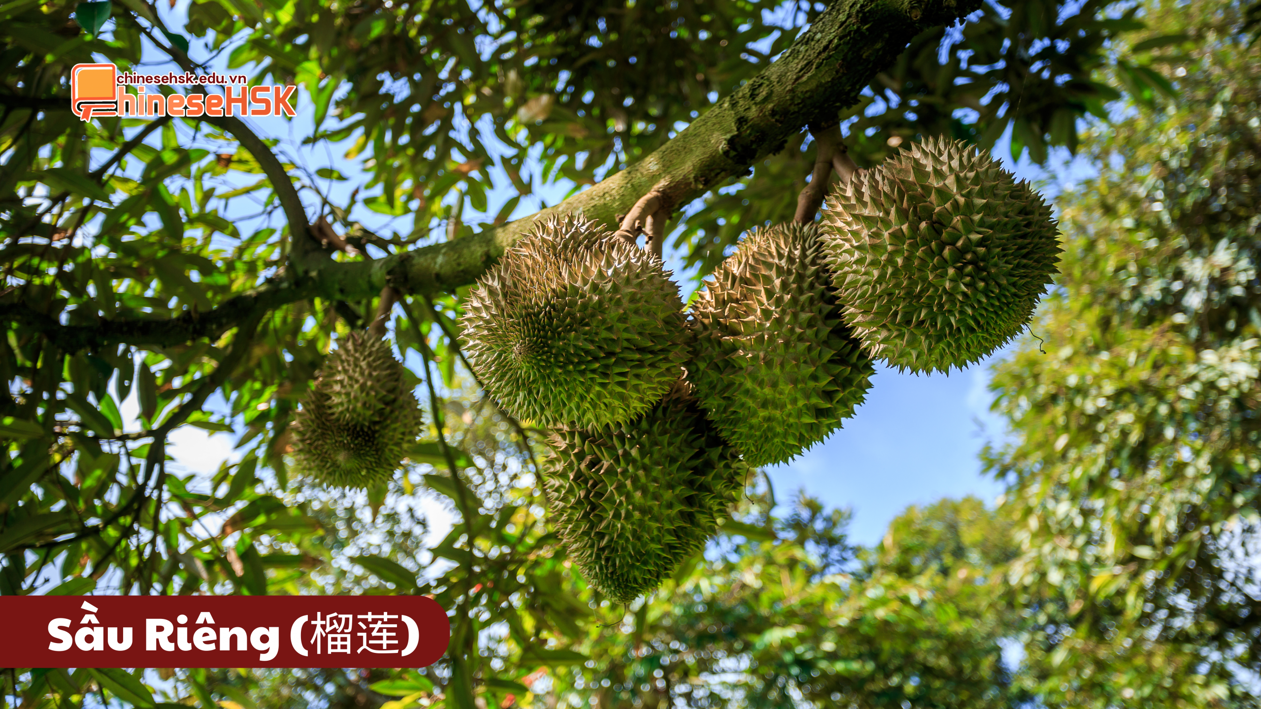 CÁC LOẠI TRÁI CÂY ĐƯỢC ƯA CHUỘNG TẠI TRUNG QUỐC 6 Sầu Riêng (榴莲)