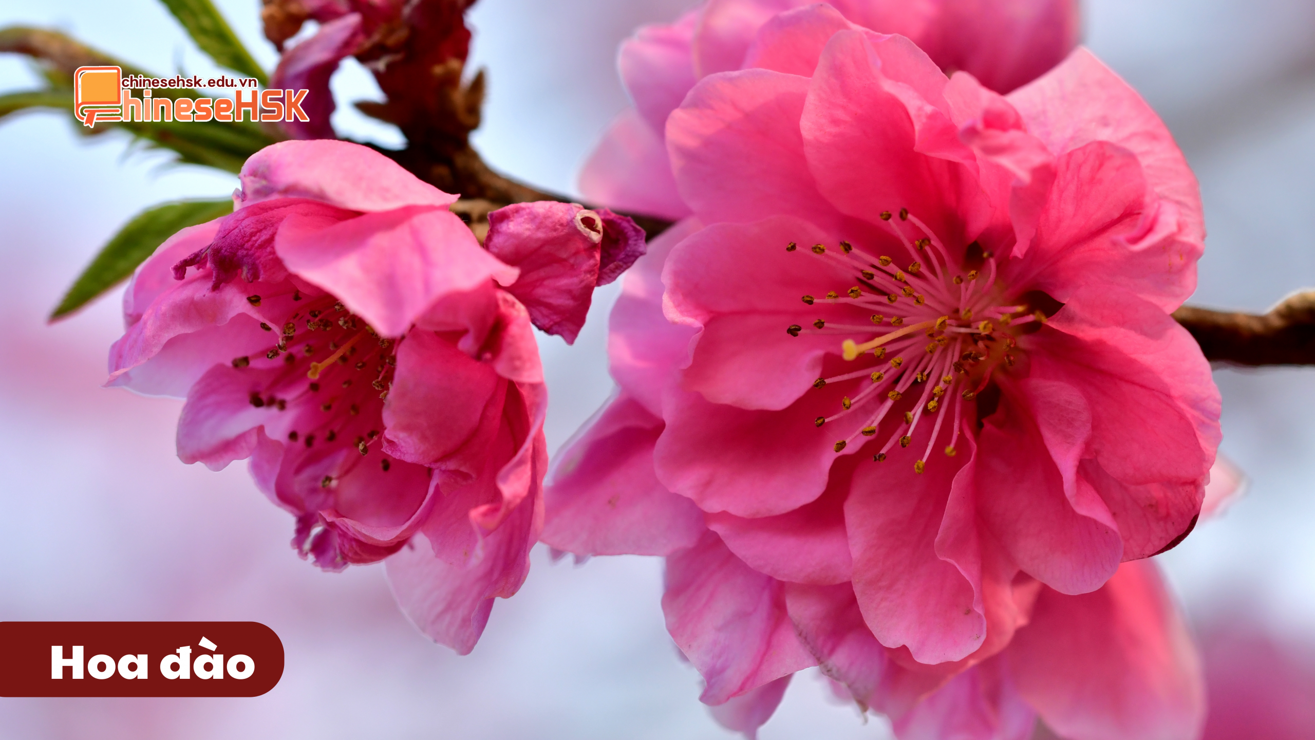 Hoa đào