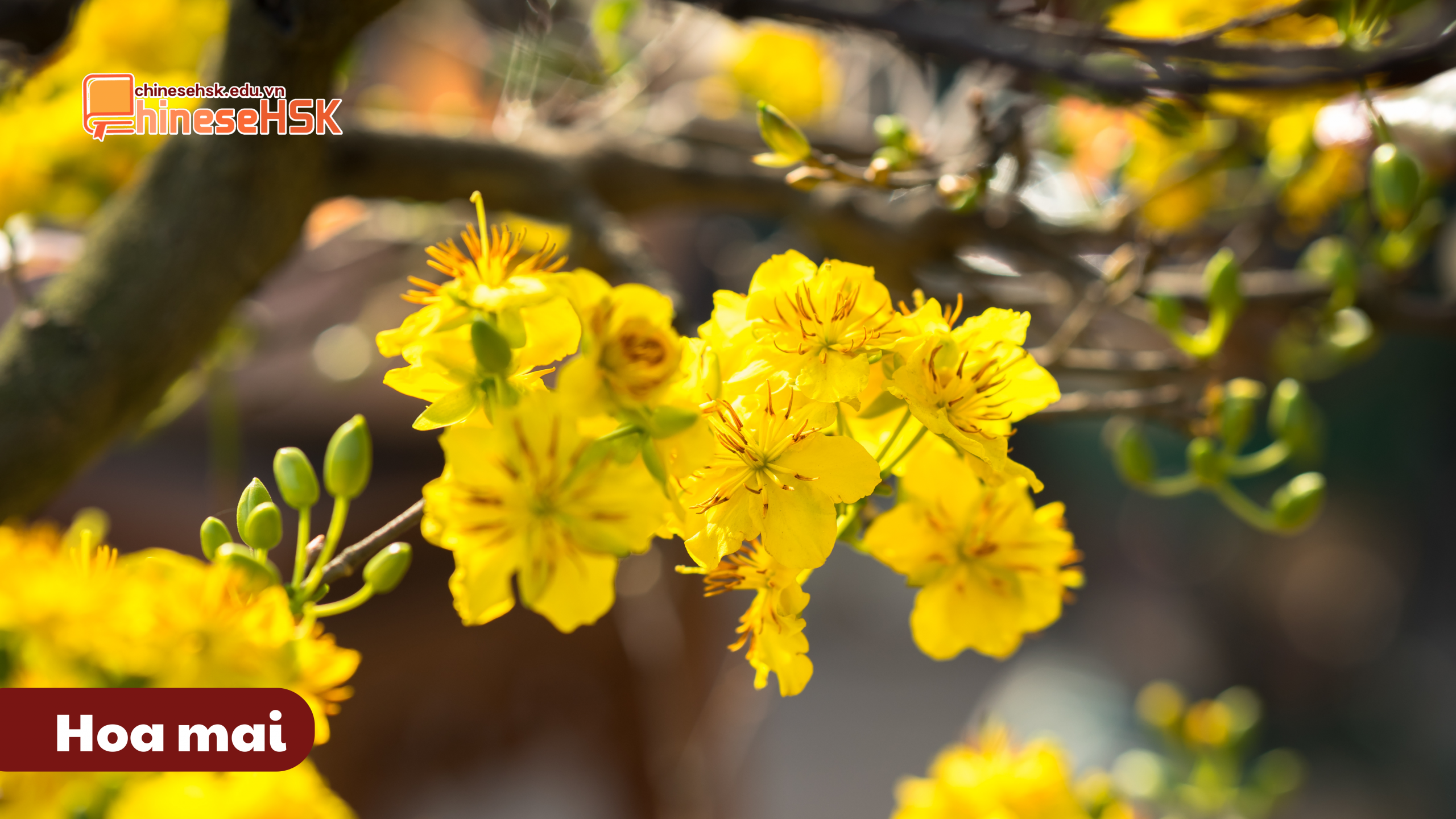 Hoa mai
