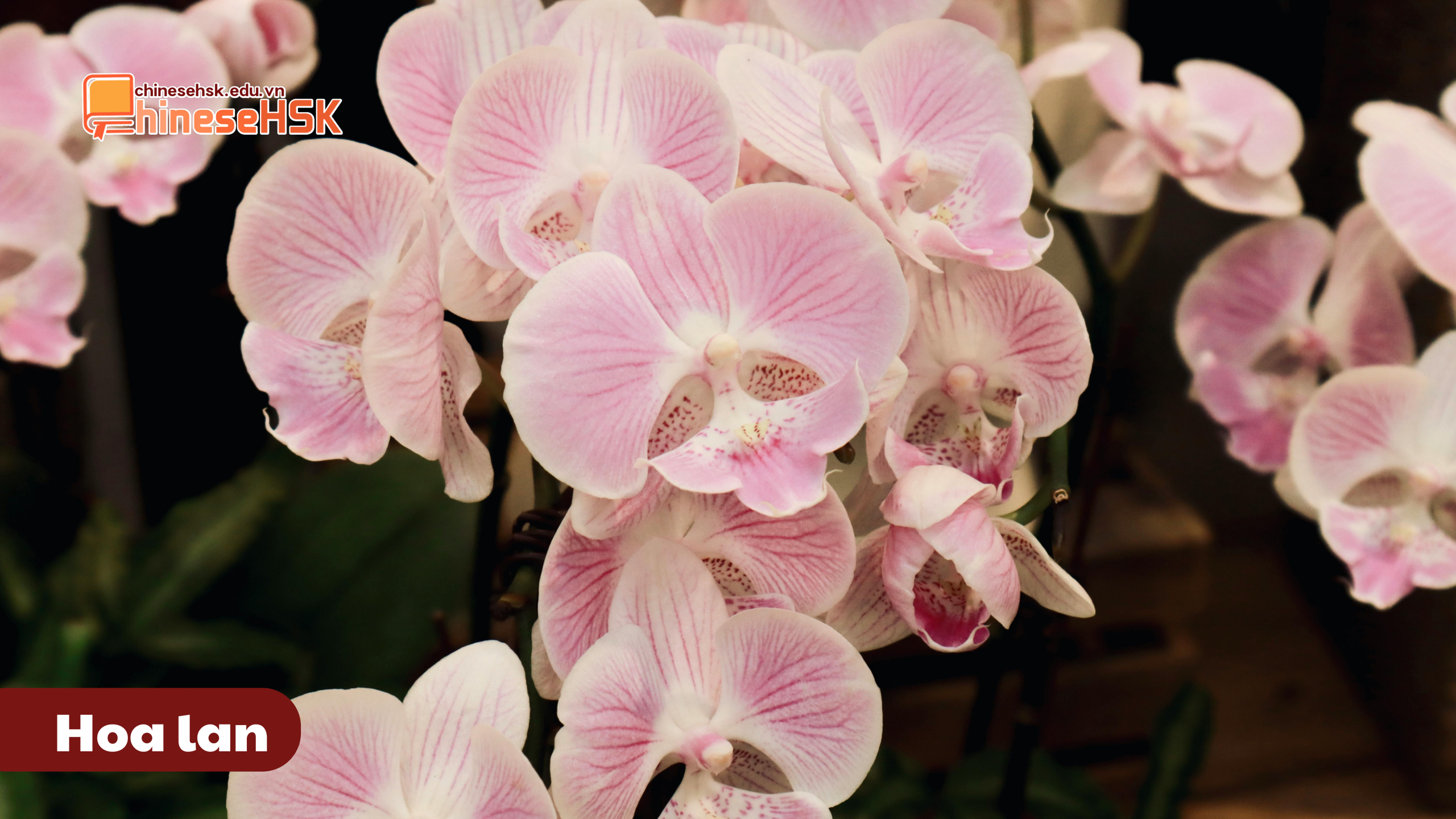 Hoa lan